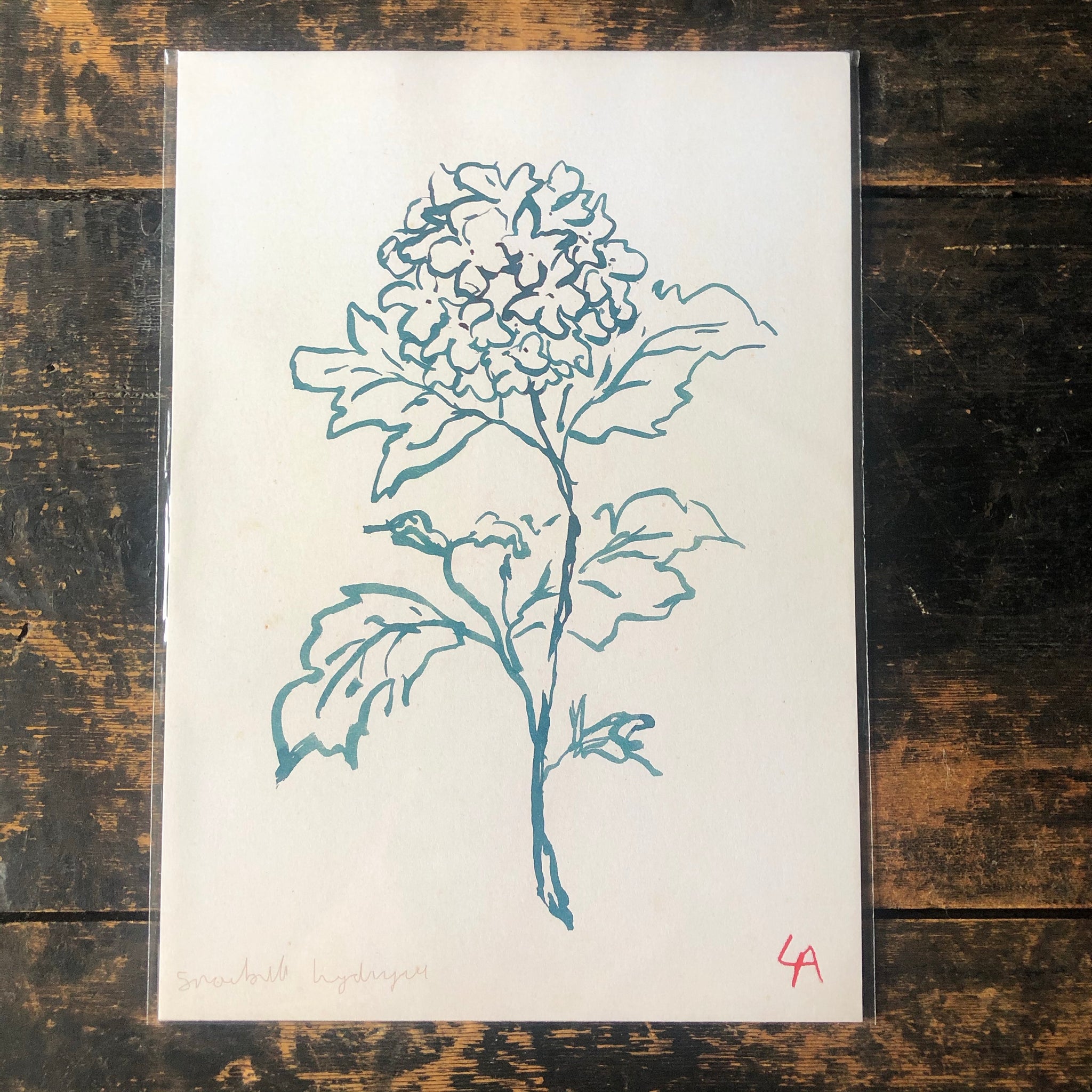 Atelier Auge Hydrangea Botanical Print