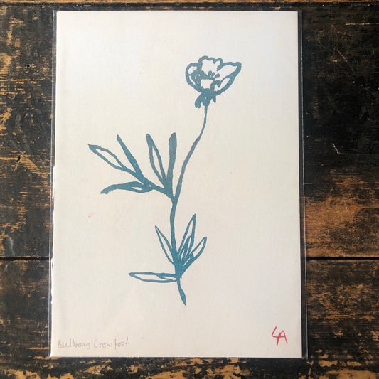 Atelier Auge Bulbous Crowfoot Botanical Print