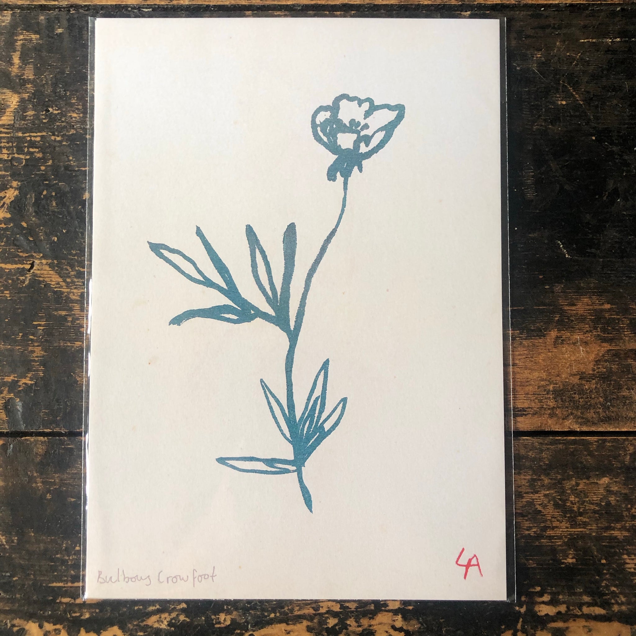Atelier Auge Crowfoot Botanical Print