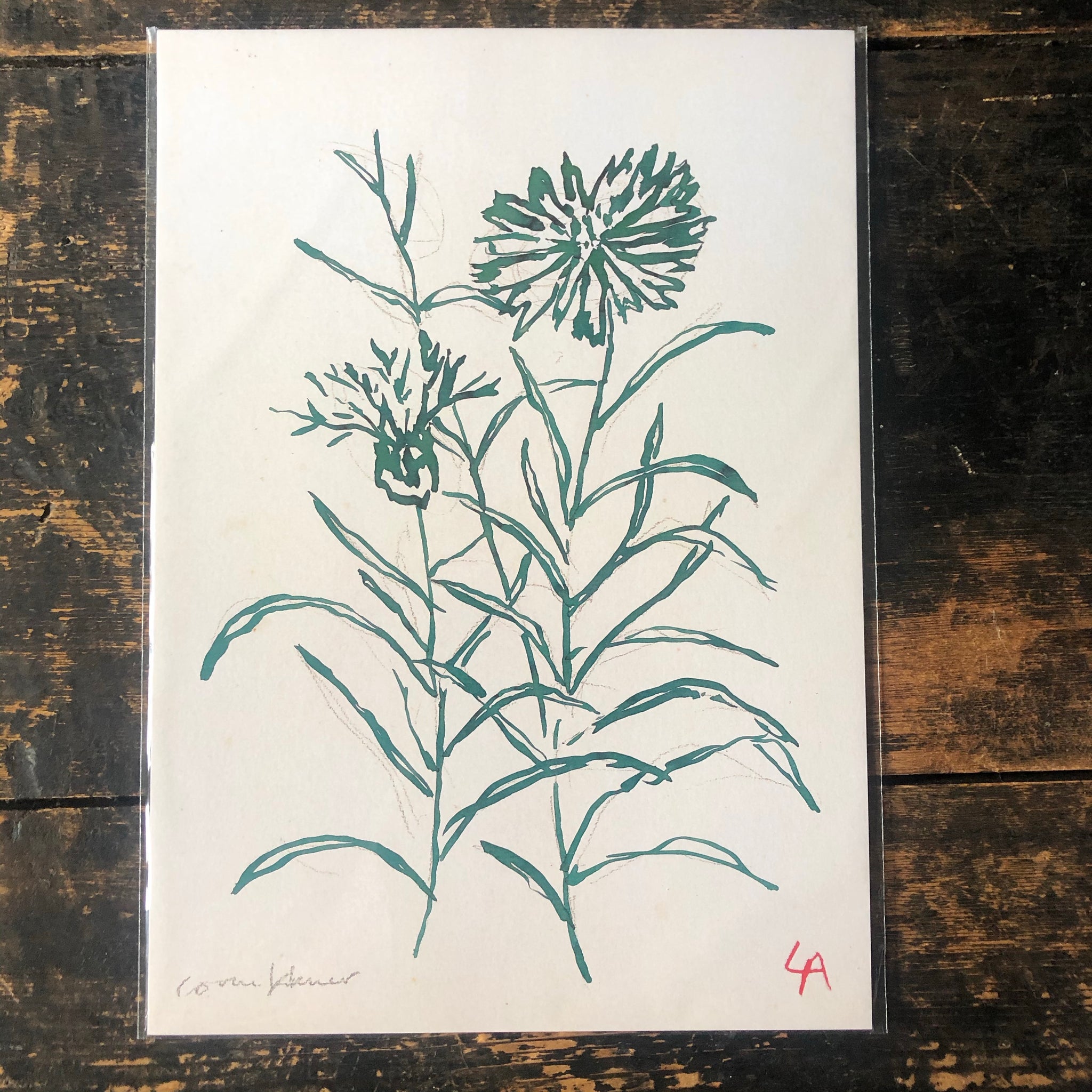 Atelier Auge Cornflower Botanical Print